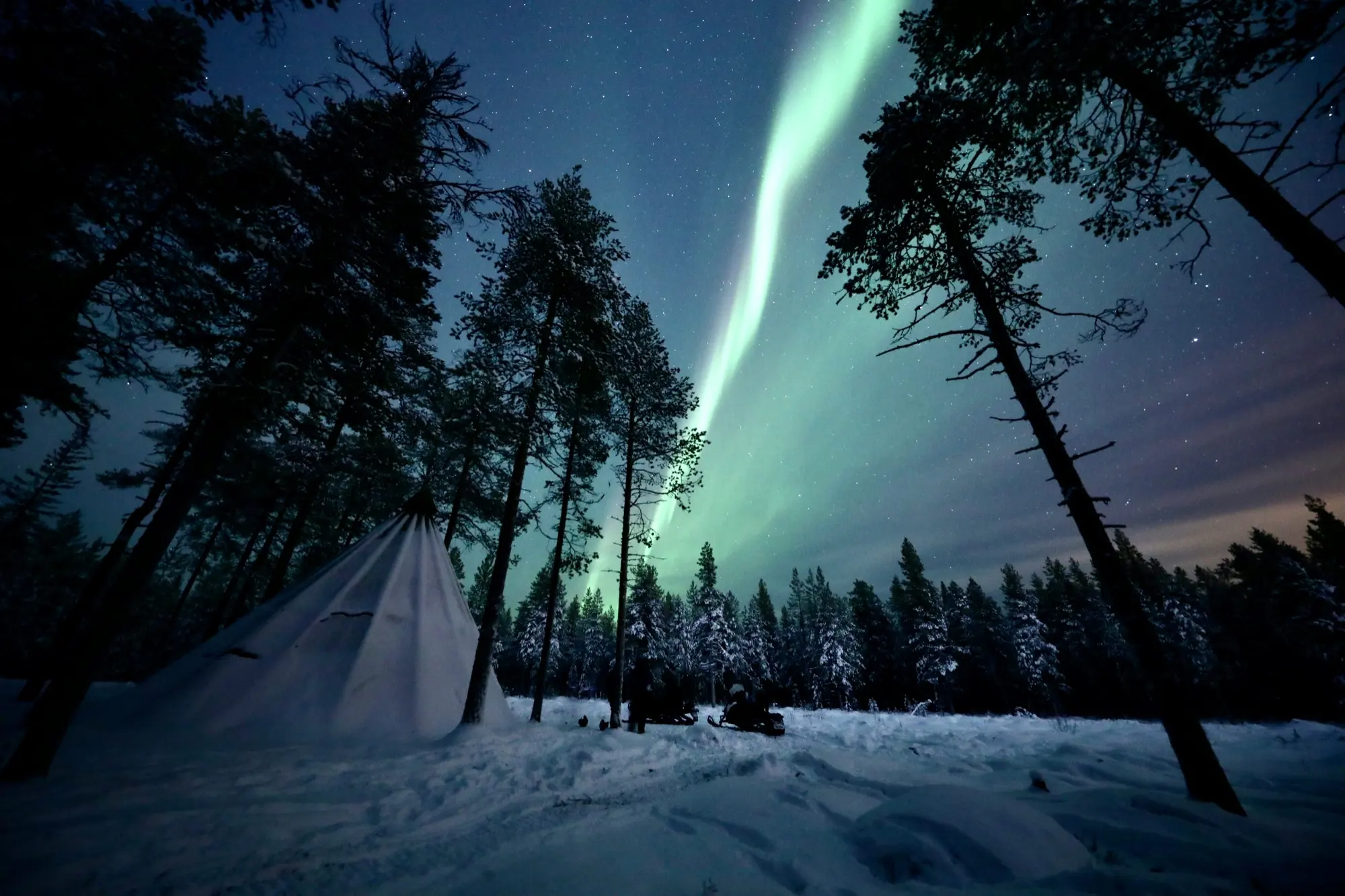 A lavvu tent among snow-covered pines under the aurora in Finnish Lapland